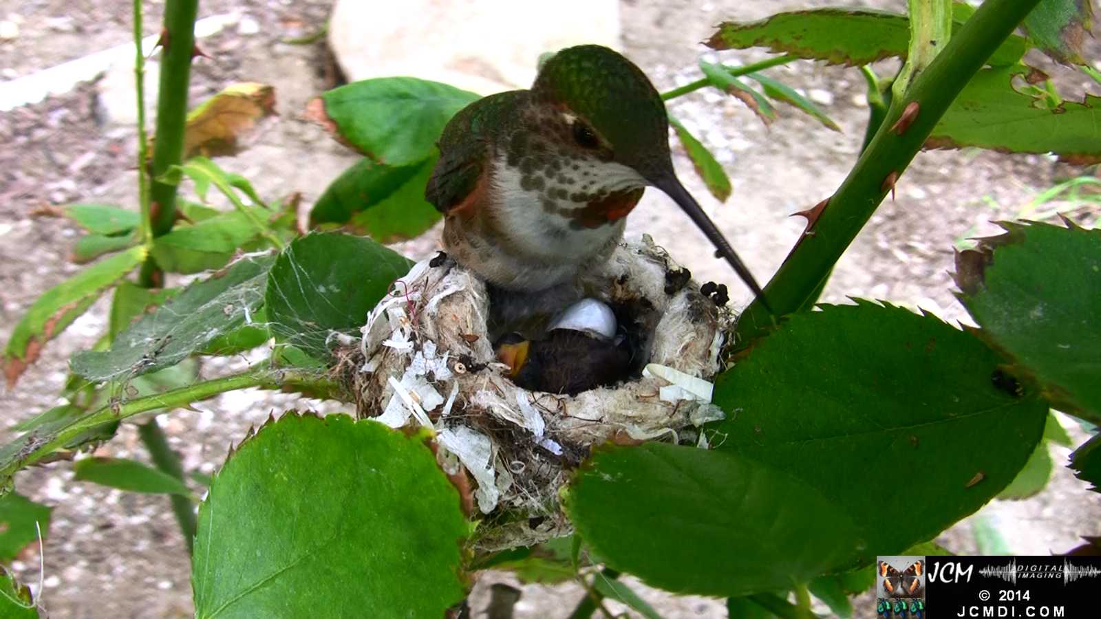 Allens Hummingbird feeding chick and picking up bad egg 3
